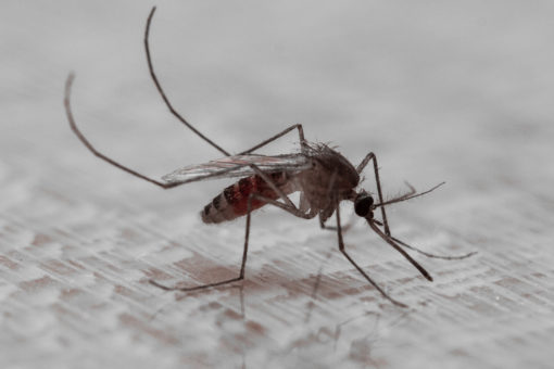 DPH offers mosquito season information and safety tips