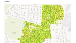 Worcester conducts Urban Tree Canopy Assessment